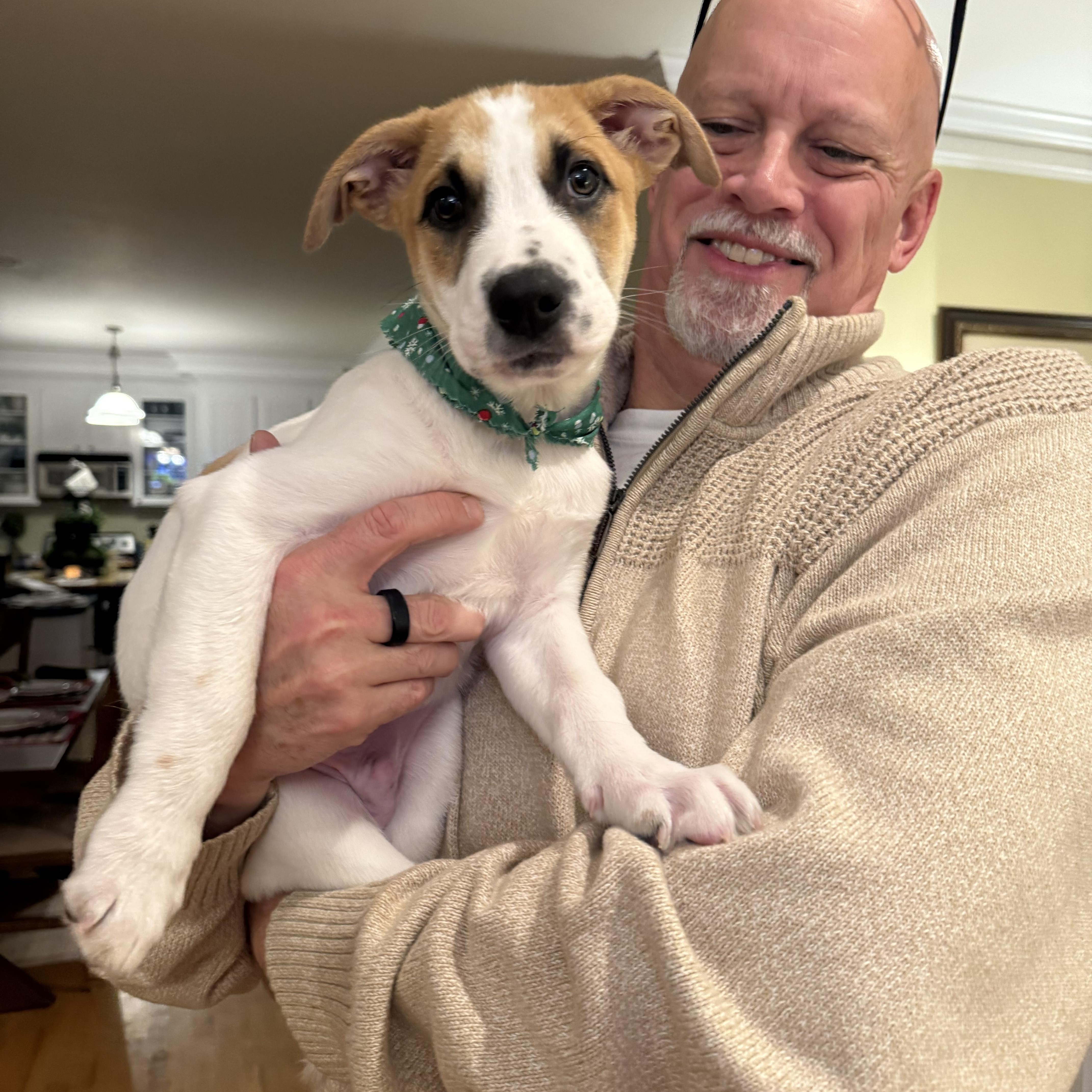 Boo, an adoptable mixed breed in Kings Mountain, NC image 4/6