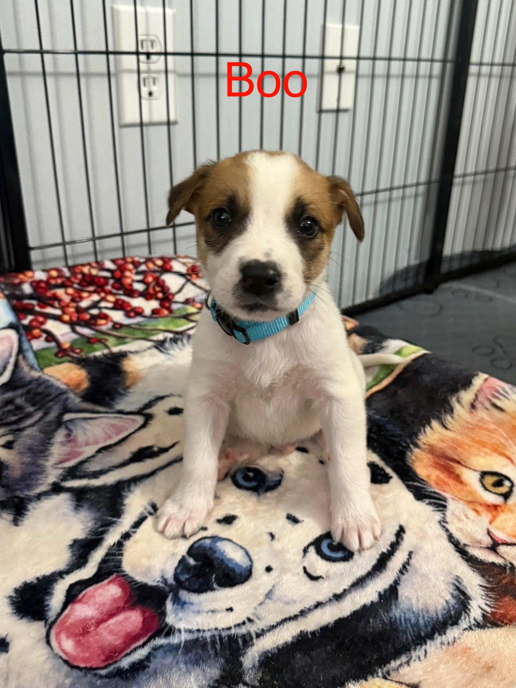 Boo, adoptable, Puppy Male Terrier.