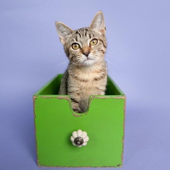 Ophelia Bard — thumbnail 5