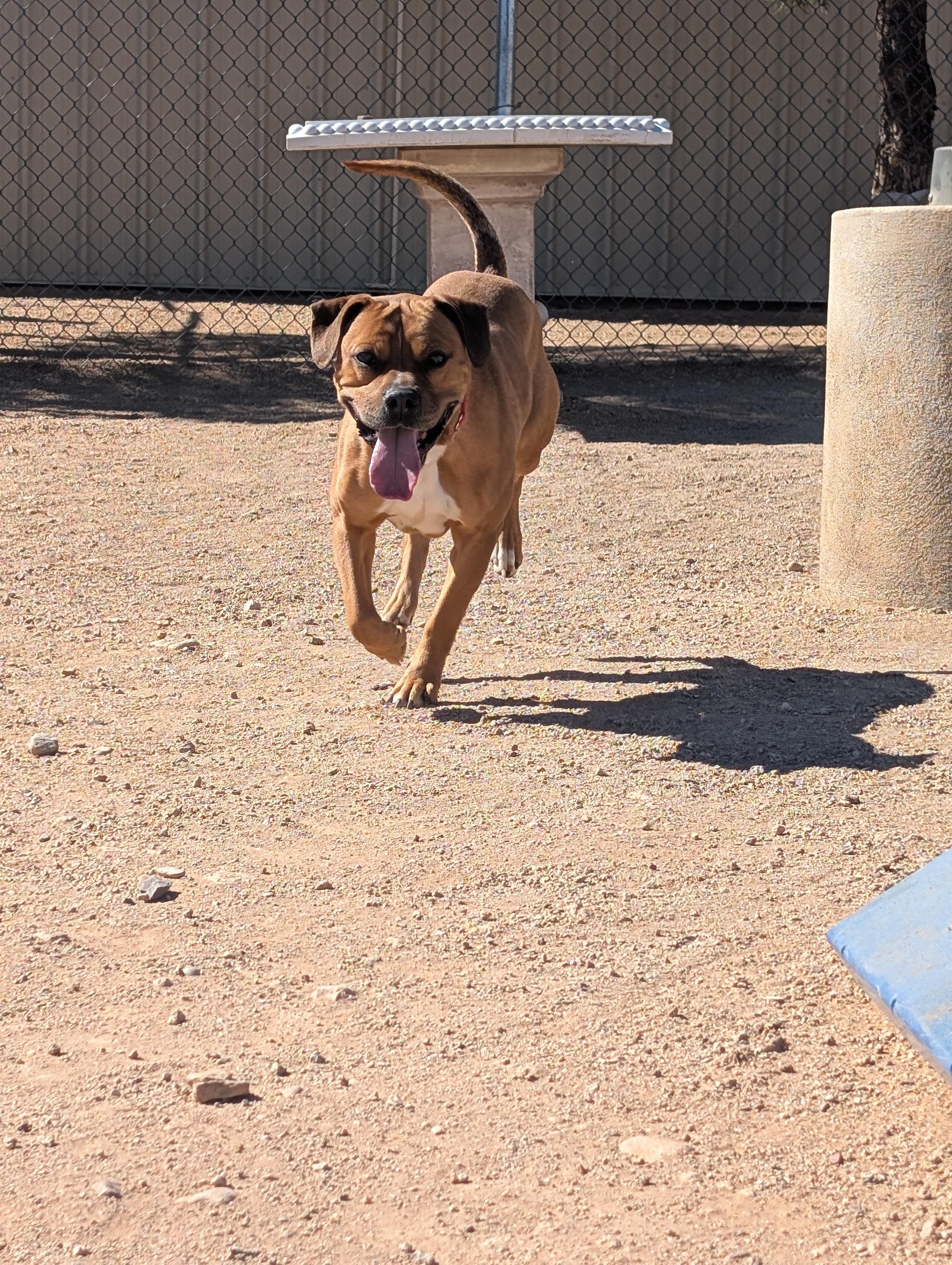 Enlarge Roscoe, a ADOPTABLE mixed breed in Sierra Vista, AZ image 3/5