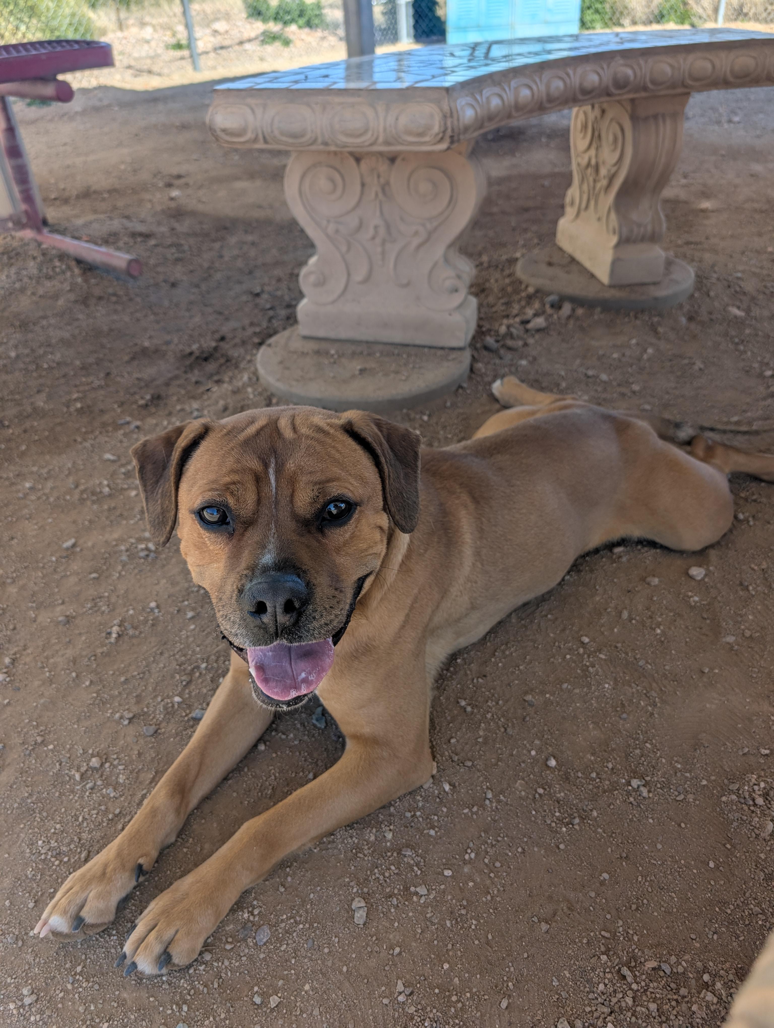 Enlarge Roscoe, a ADOPTABLE mixed breed in Sierra Vista, AZ image 2/5