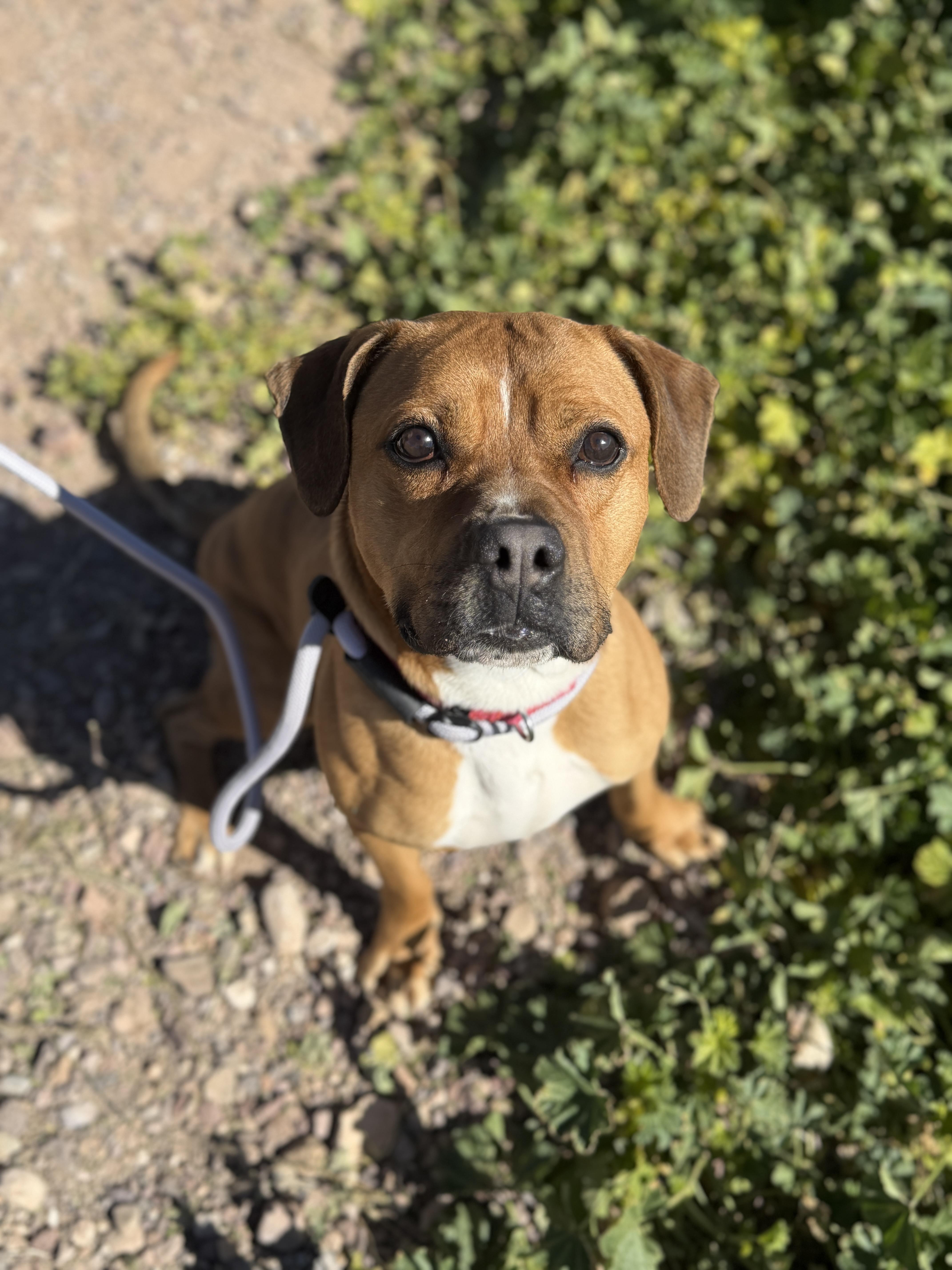 Enlarge Roscoe, a ADOPTABLE mixed breed in Sierra Vista, AZ image 5/5
