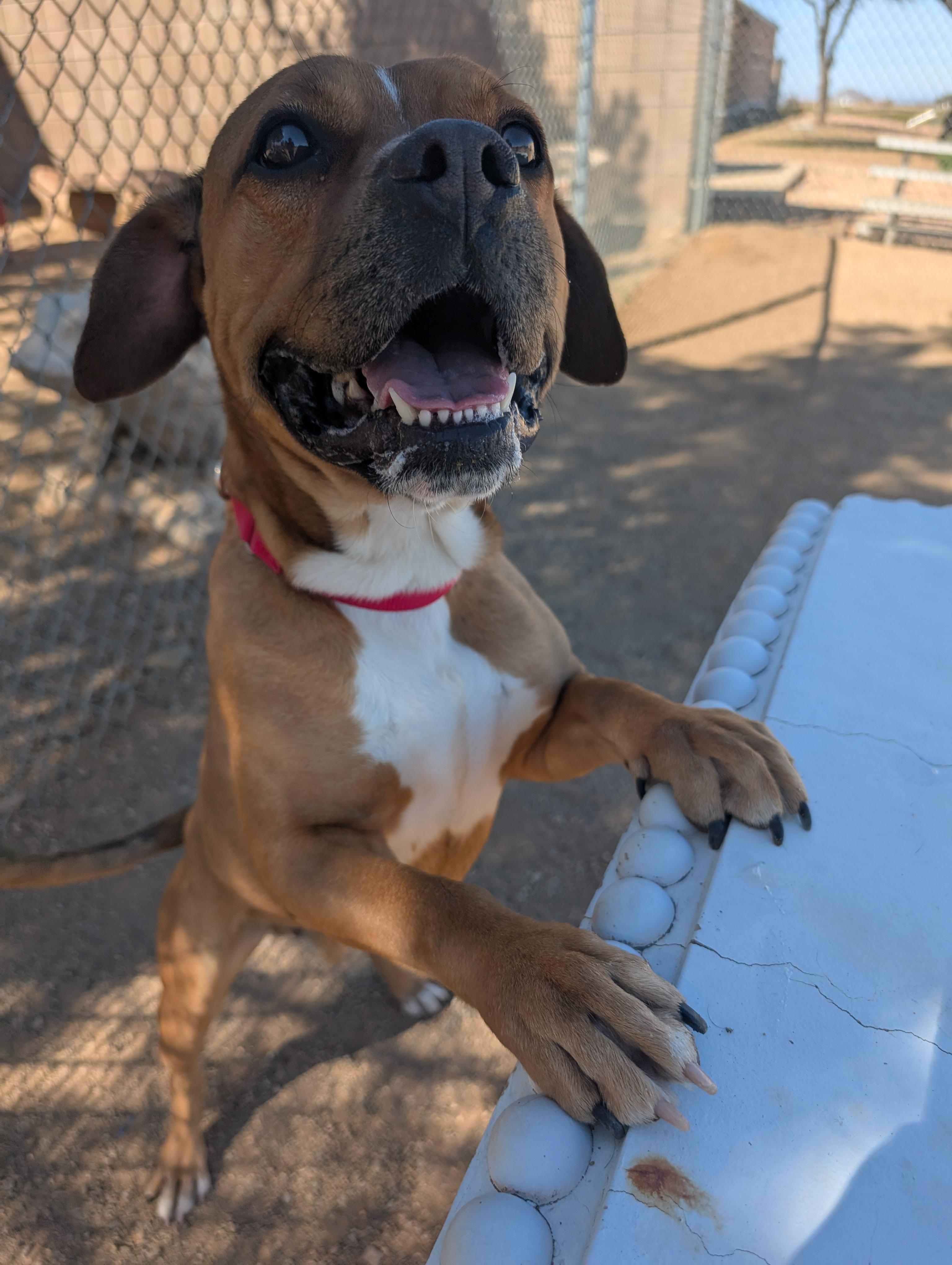 Enlarge Roscoe, a ADOPTABLE mixed breed in Sierra Vista, AZ image 4/5