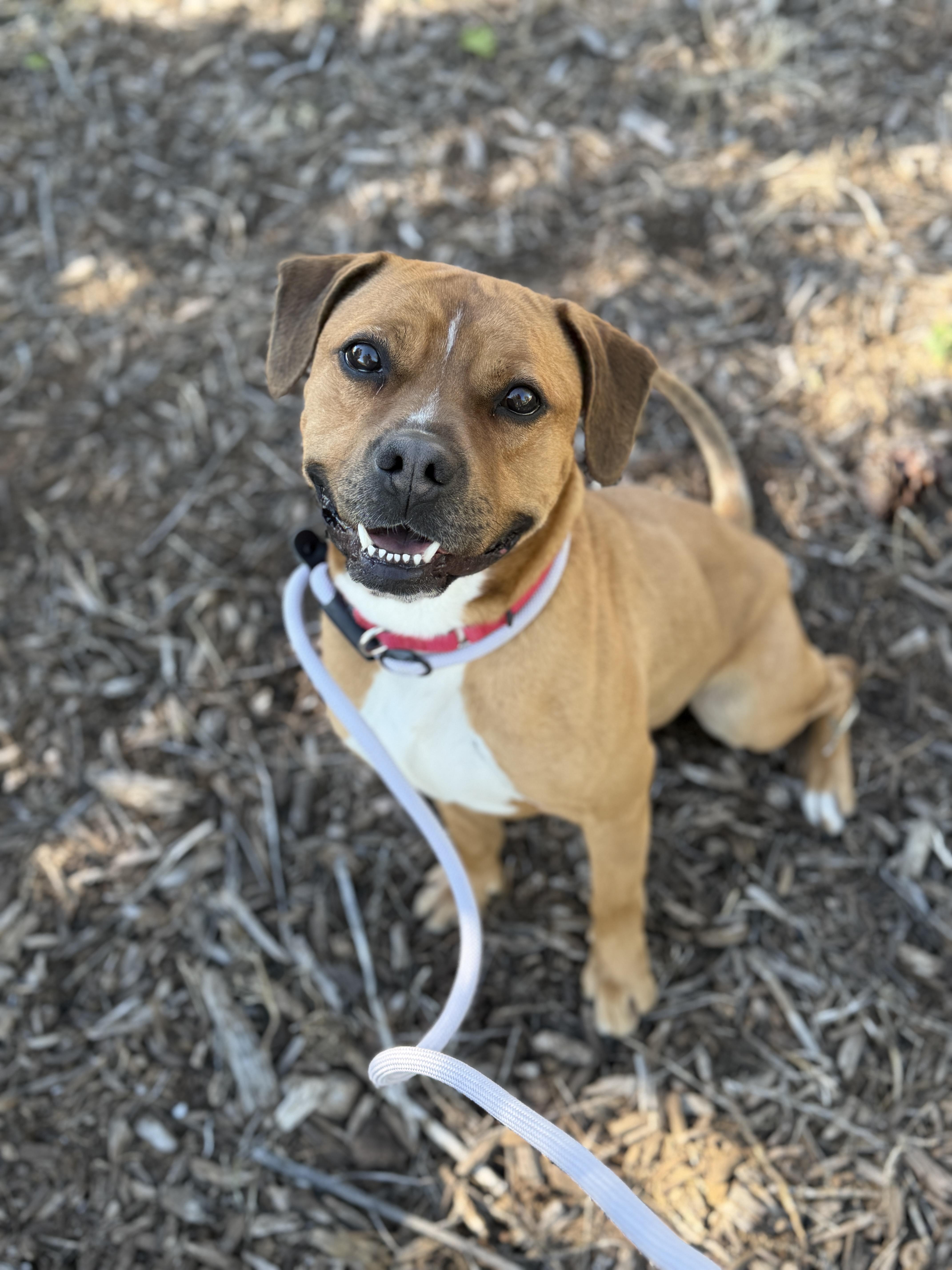 Roscoe, ADOPTABLE, Adult Male Staffordshire Bull Terrier.