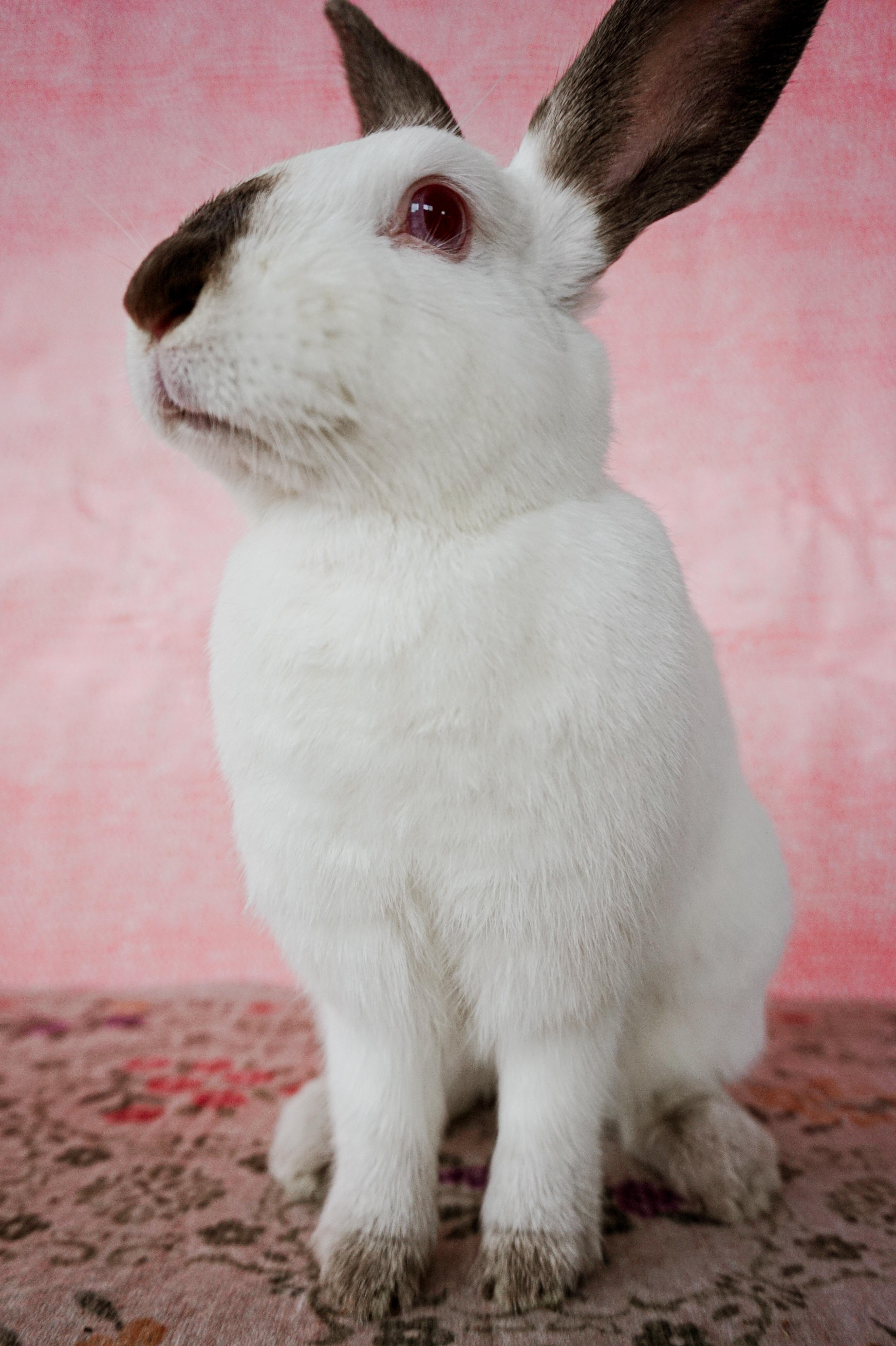 Pearl, a ADOPTABLE Californian in Long Beach, CA image 2/4