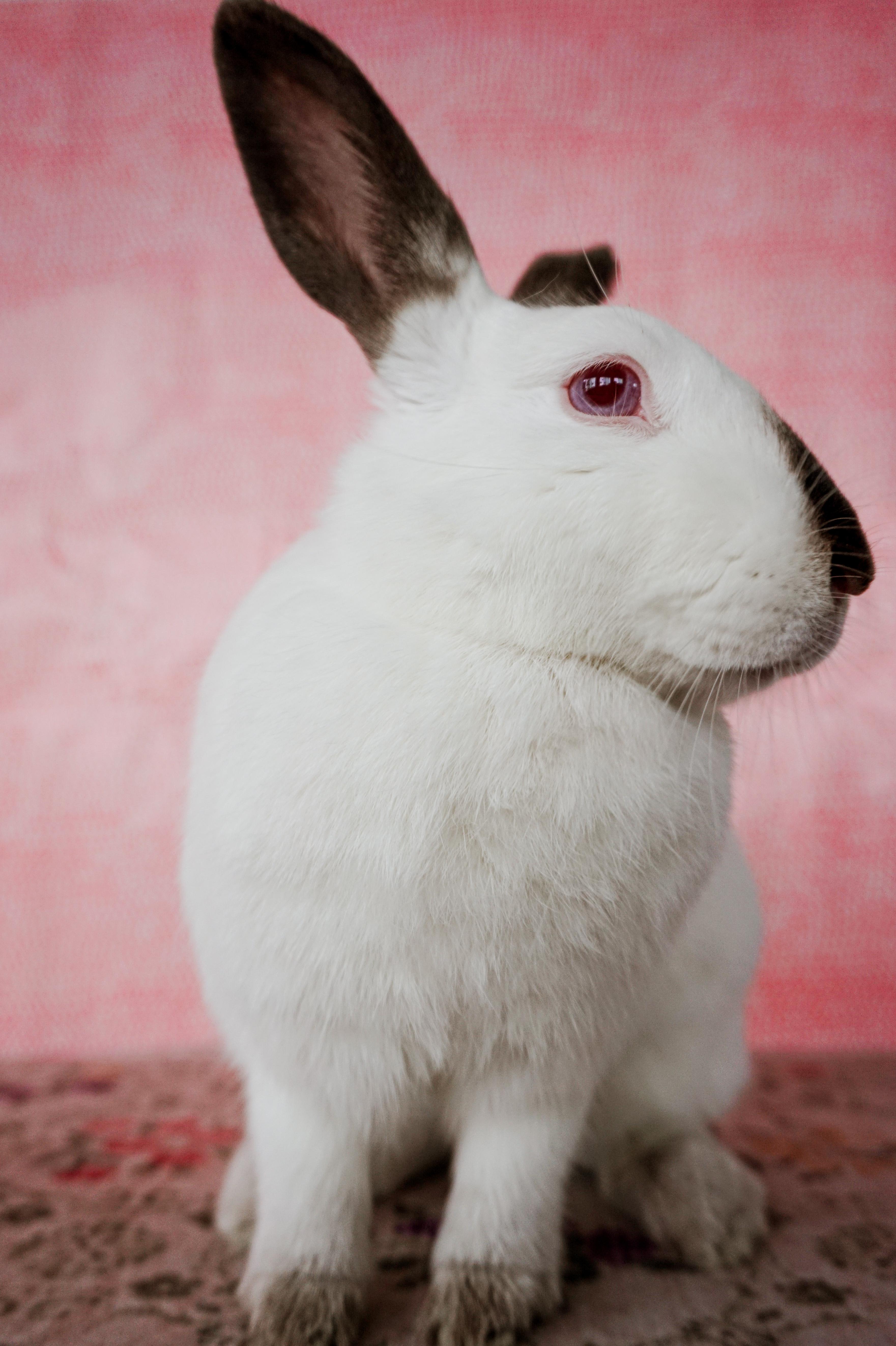 Pearl, a ADOPTABLE Californian in Long Beach, CA image 4/4