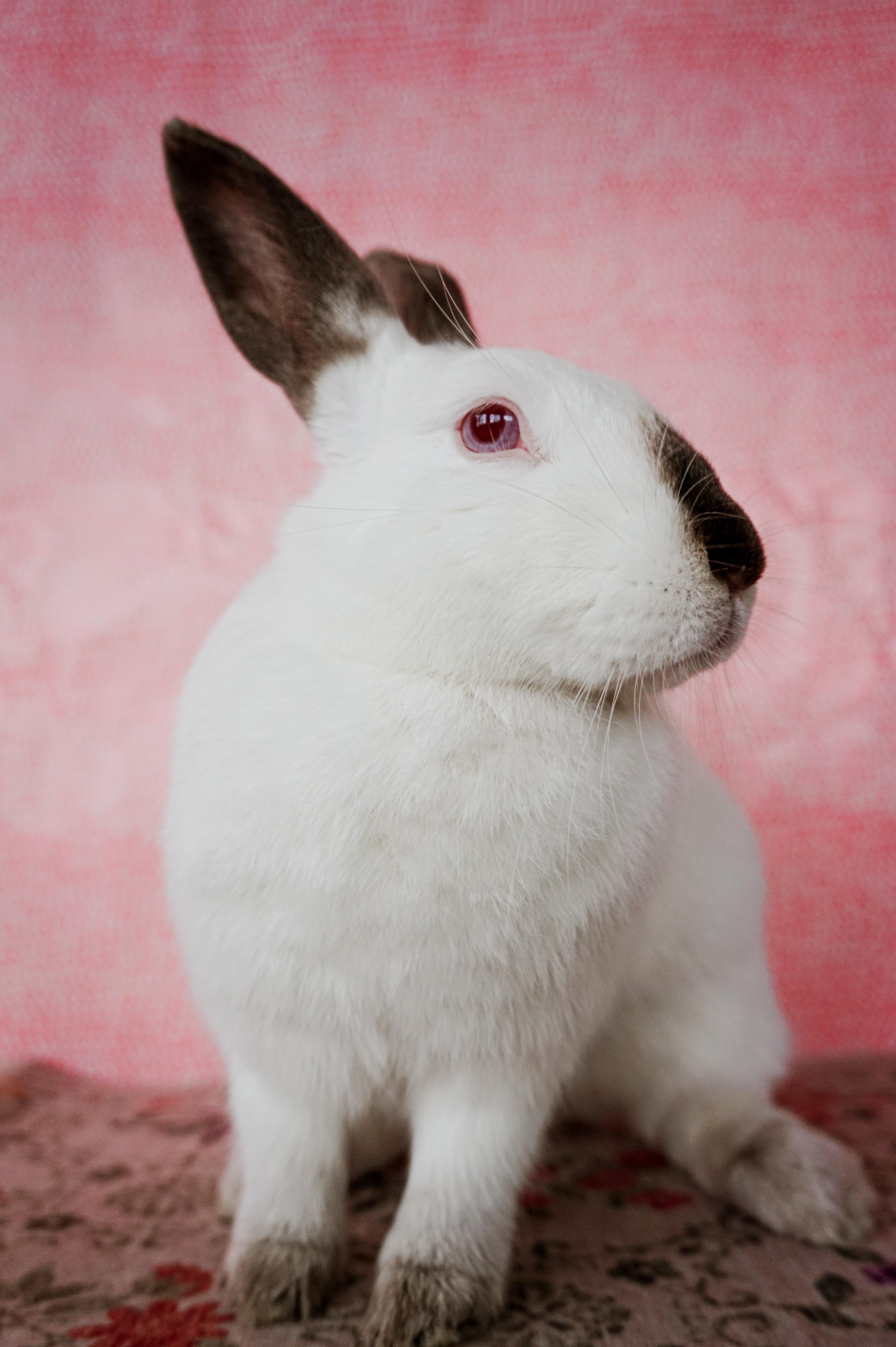 Pearl, a ADOPTABLE Californian in Long Beach, CA image 3/4