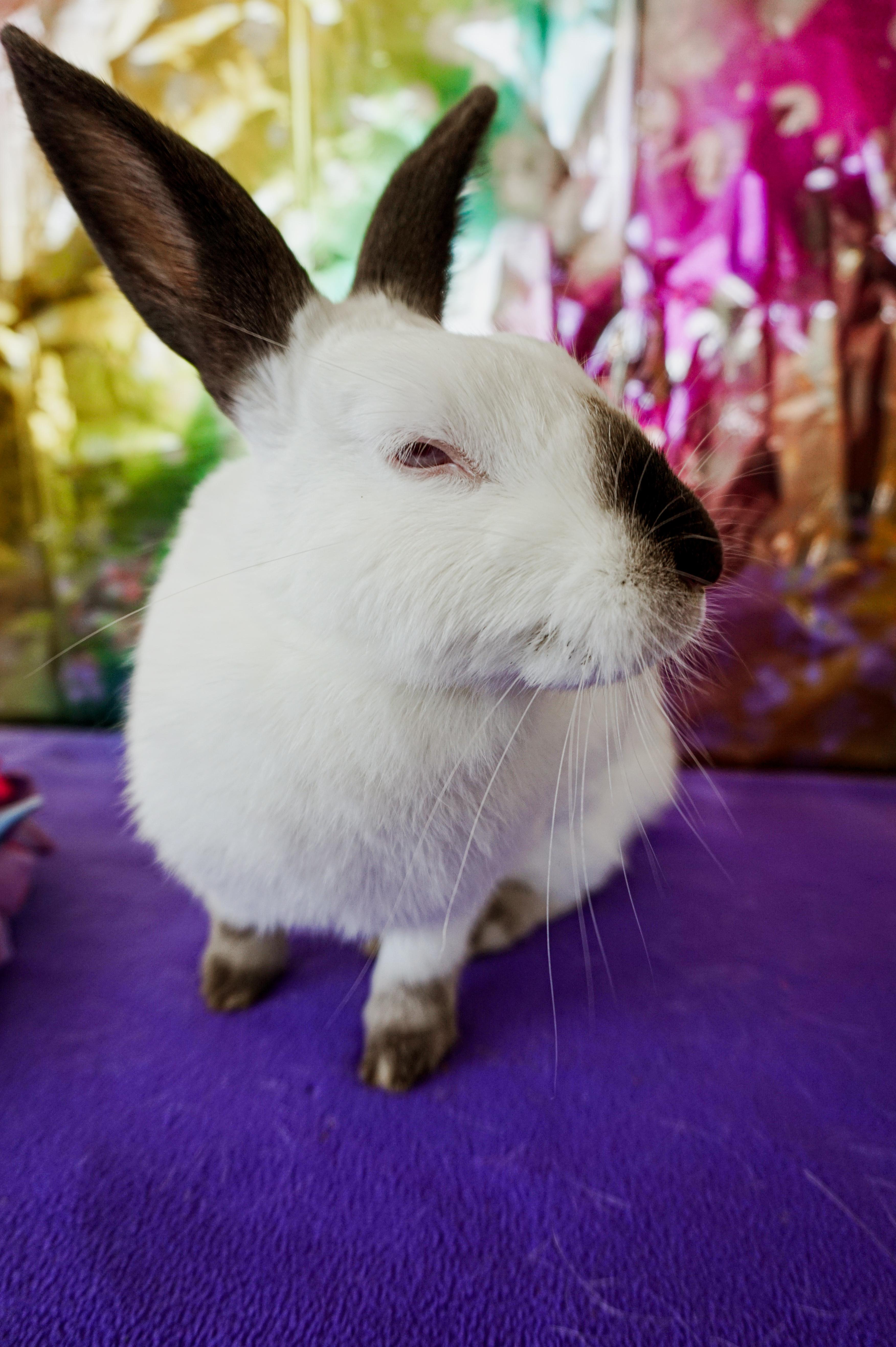 Enlarge Pearl, a ADOPTABLE Californian in Long Beach, CA image 1/2