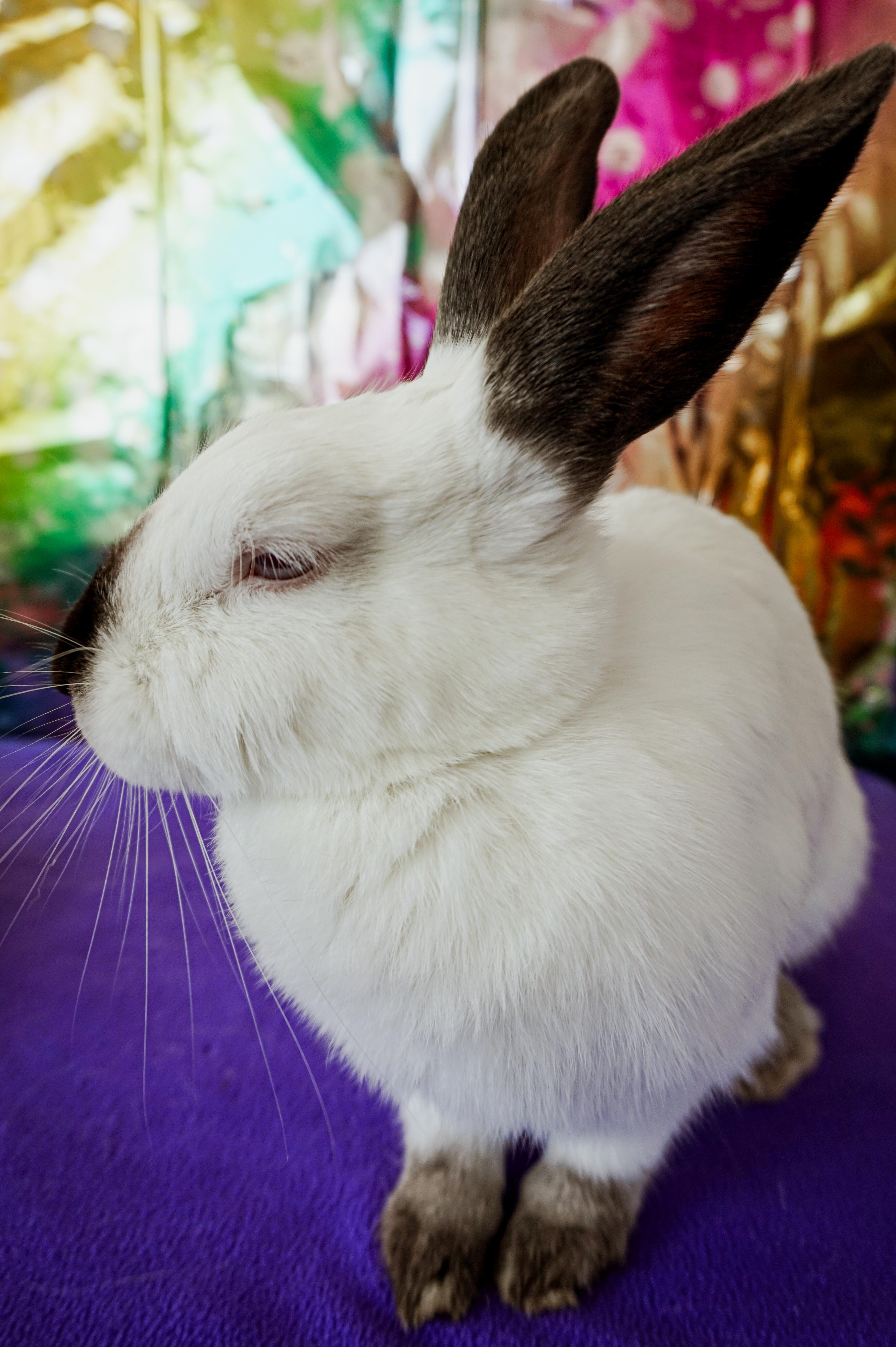 Enlarge Pearl, a ADOPTABLE Californian in Long Beach, CA image 2/2