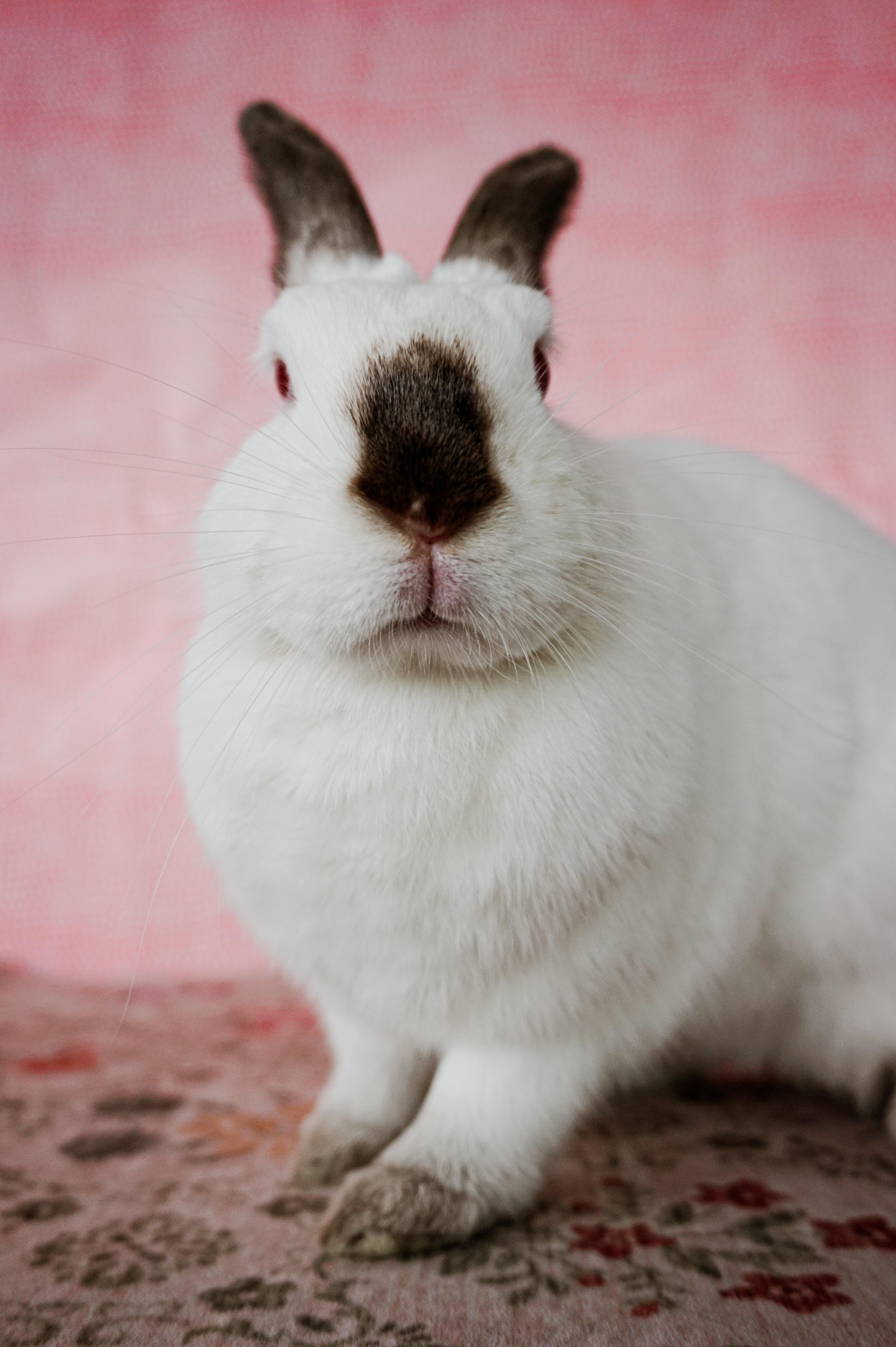 Pearl, ADOPTABLE, Young Female Californian.