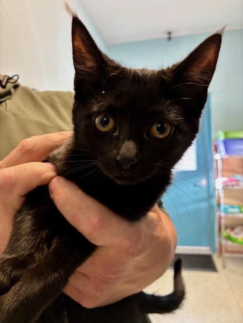 Miss Noel, ADOPTABLE, Kitten Female Domestic Short Hair.