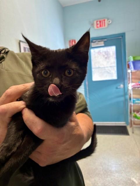 Enlarge Miss Noel, a ADOPTABLE Domestic Short Hair in Southwick, MA image 2/3