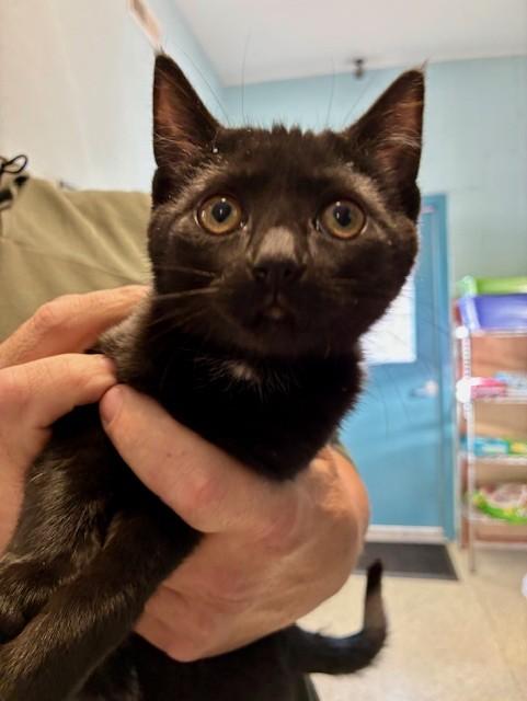 Enlarge Miss Noel, a ADOPTABLE Domestic Short Hair in Southwick, MA image 3/3