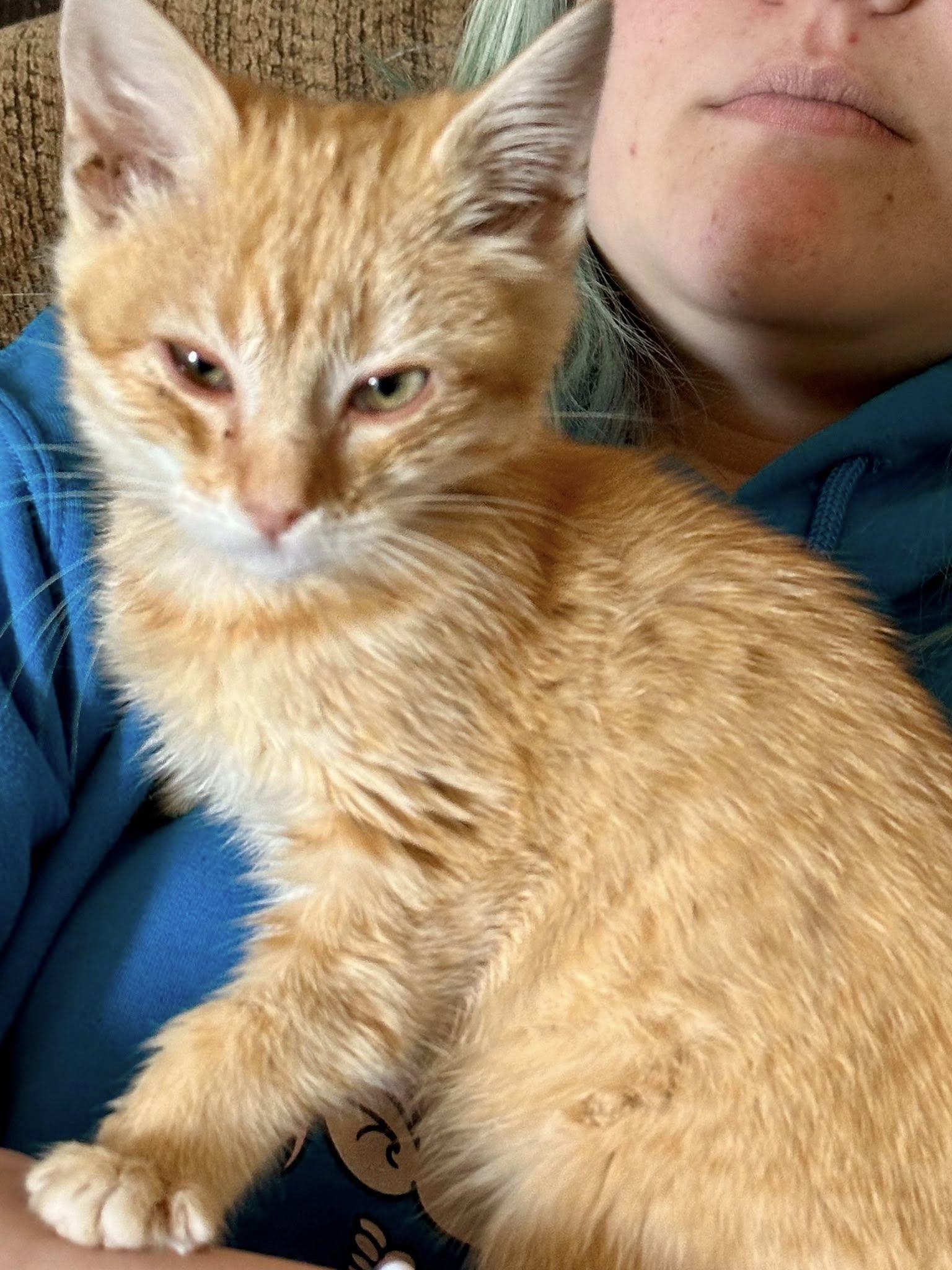 Chamber, adopted, Kitten Female Tabby.