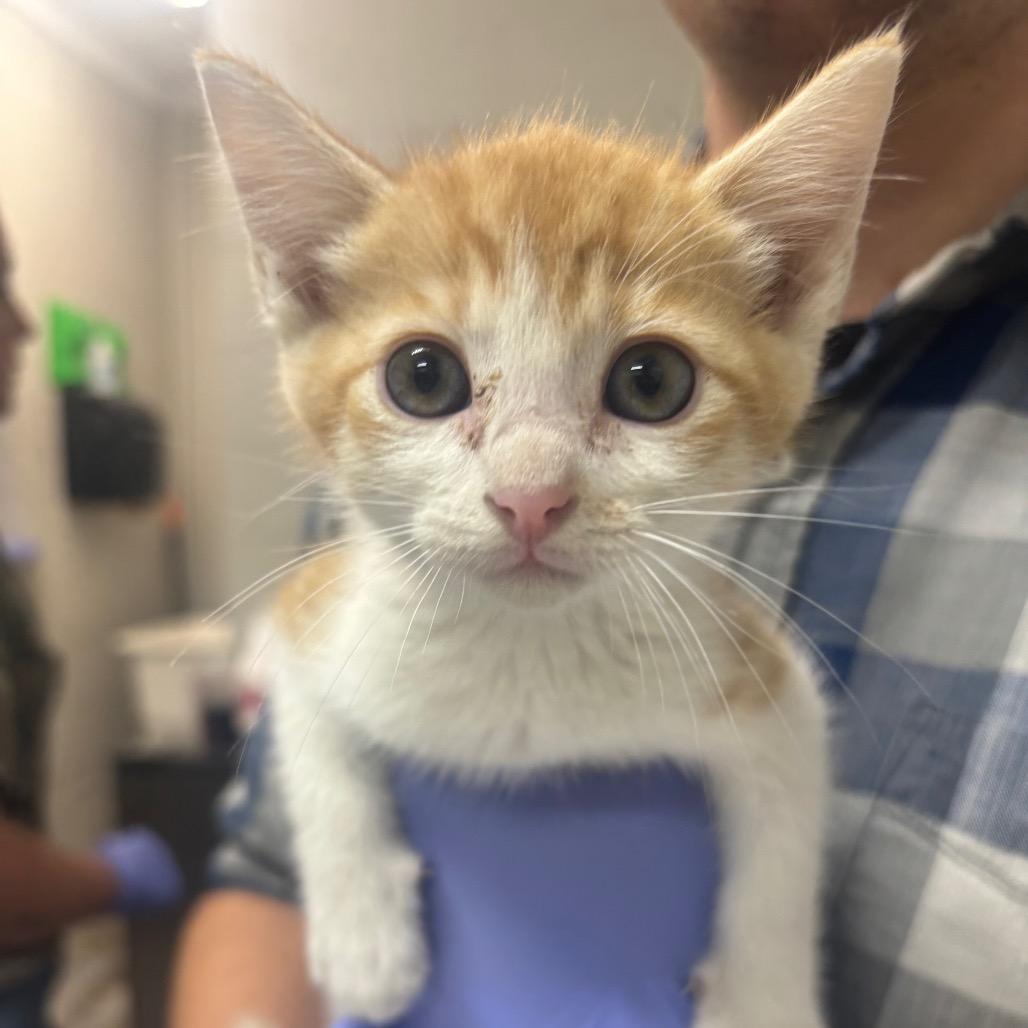 Ford, Adoptable, Kitten Male Domestic Short Hair.