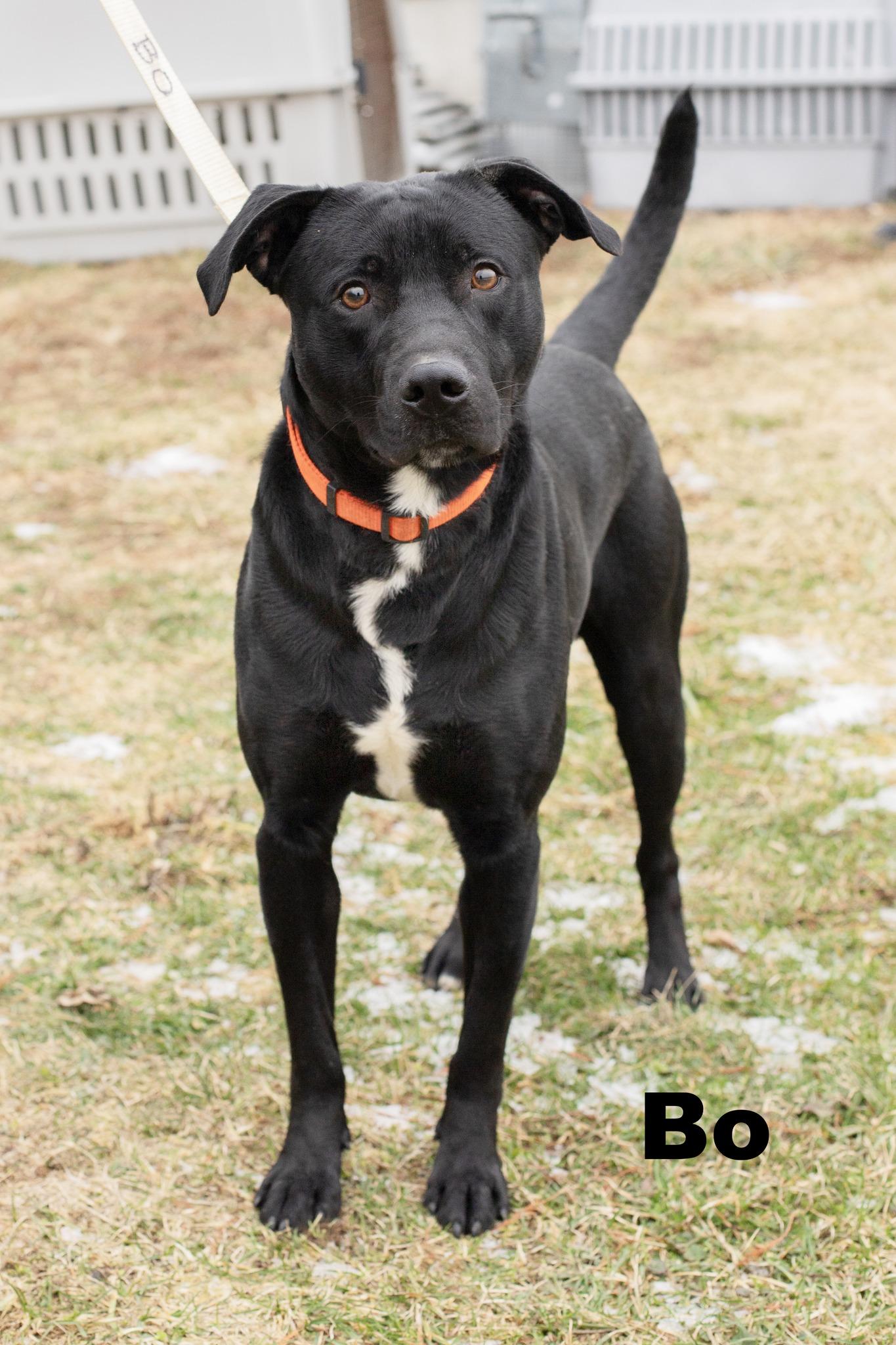 Enlarge Bo, a ADOPTABLE Mixed Breed in Macomb, IL image 1/1