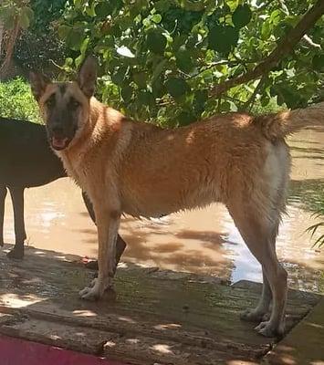 Bjorn, an adoptable German Shepherd Dog in EL COLORADO, JAL, 48265 | Photo Image 1
