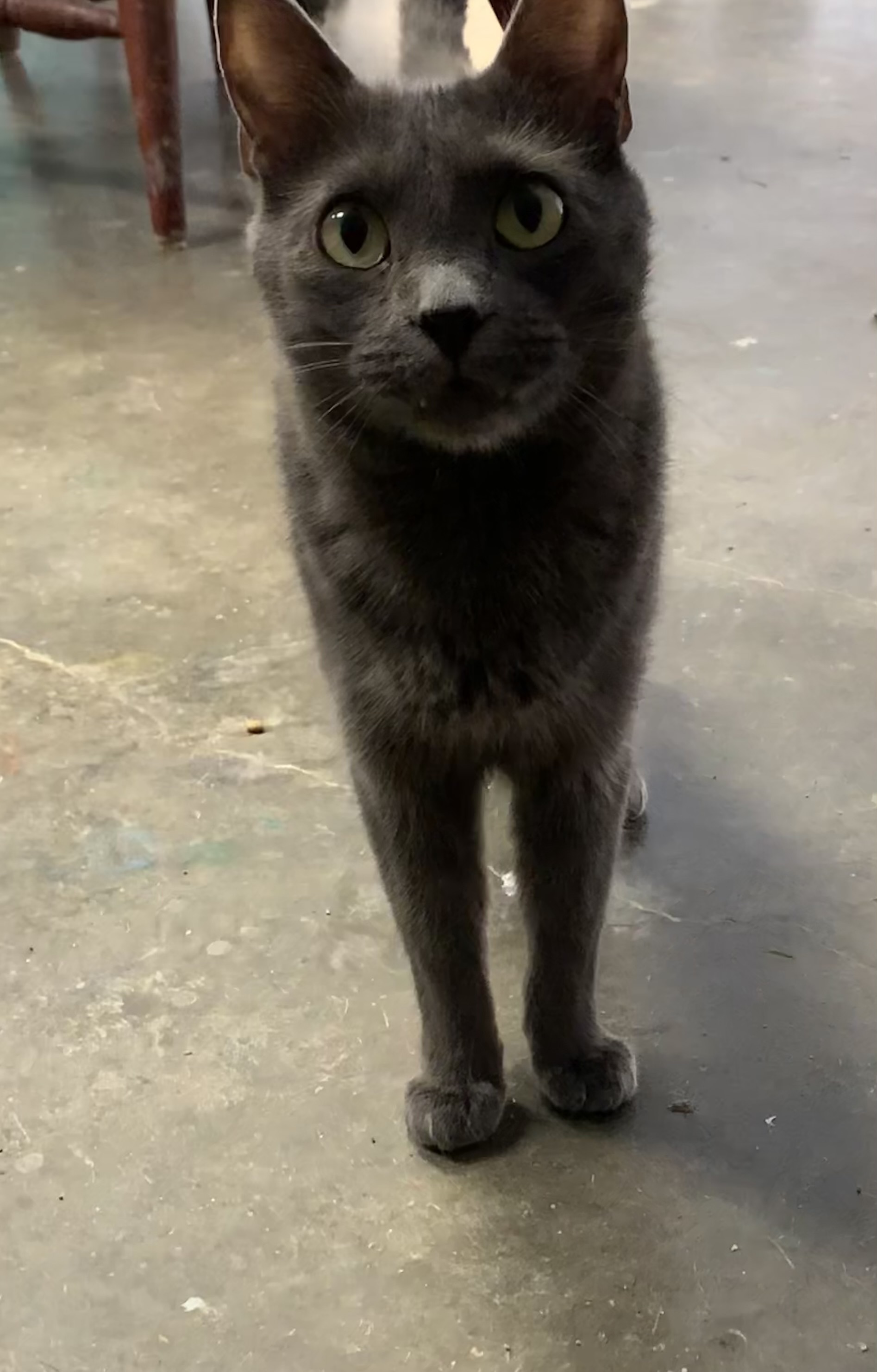 Enlarge Kookie, a Adoptable Domestic Short Hair in Auburn, AL image 1/1