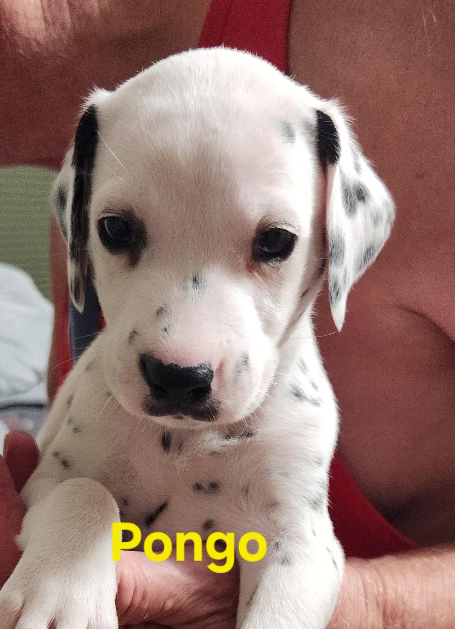 Pongo, Adoptable, Puppy Male Dalmatian.