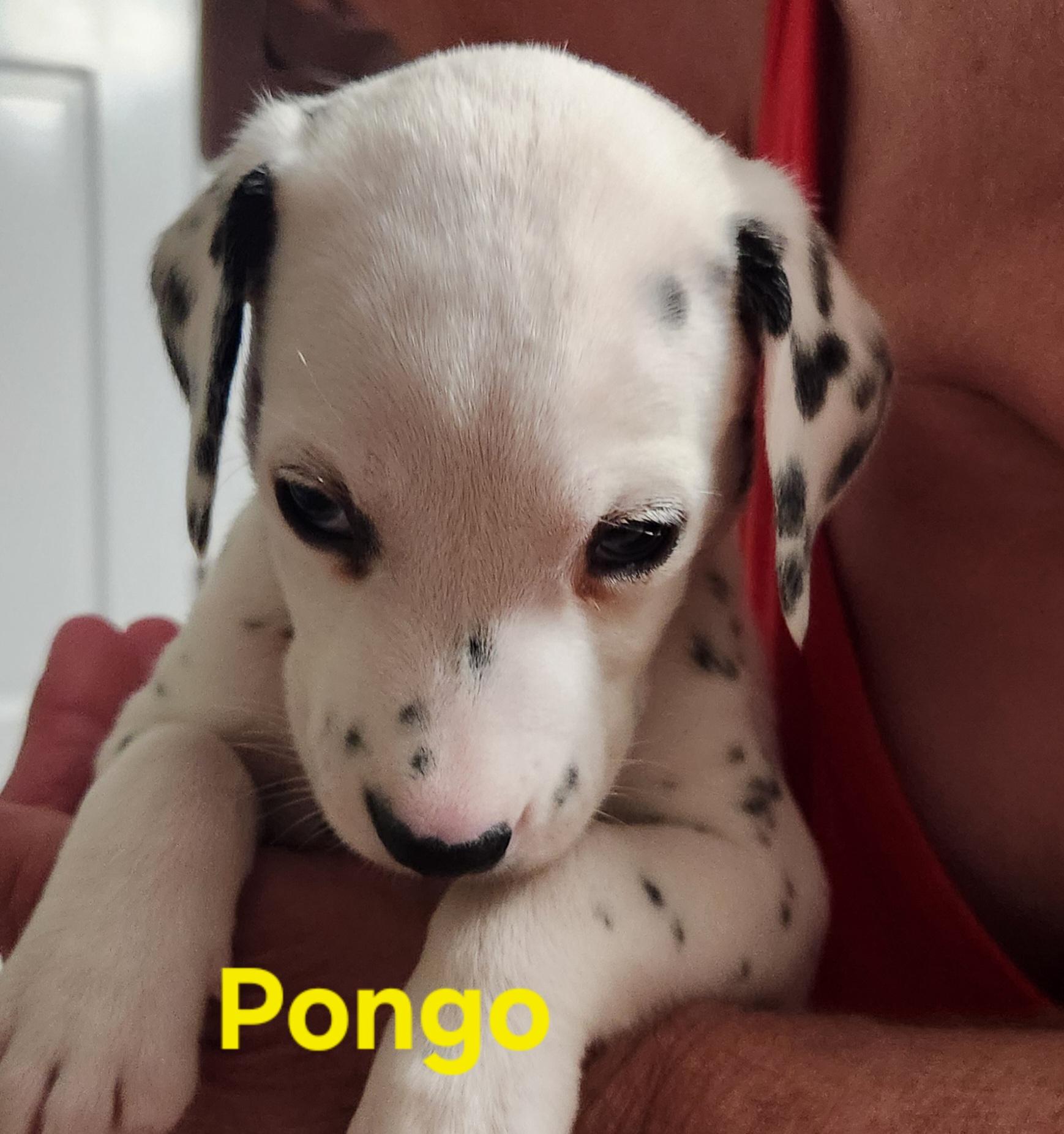 Enlarge Pongo, a Adoptable Dalmatian in North Augusta, SC image 2/2