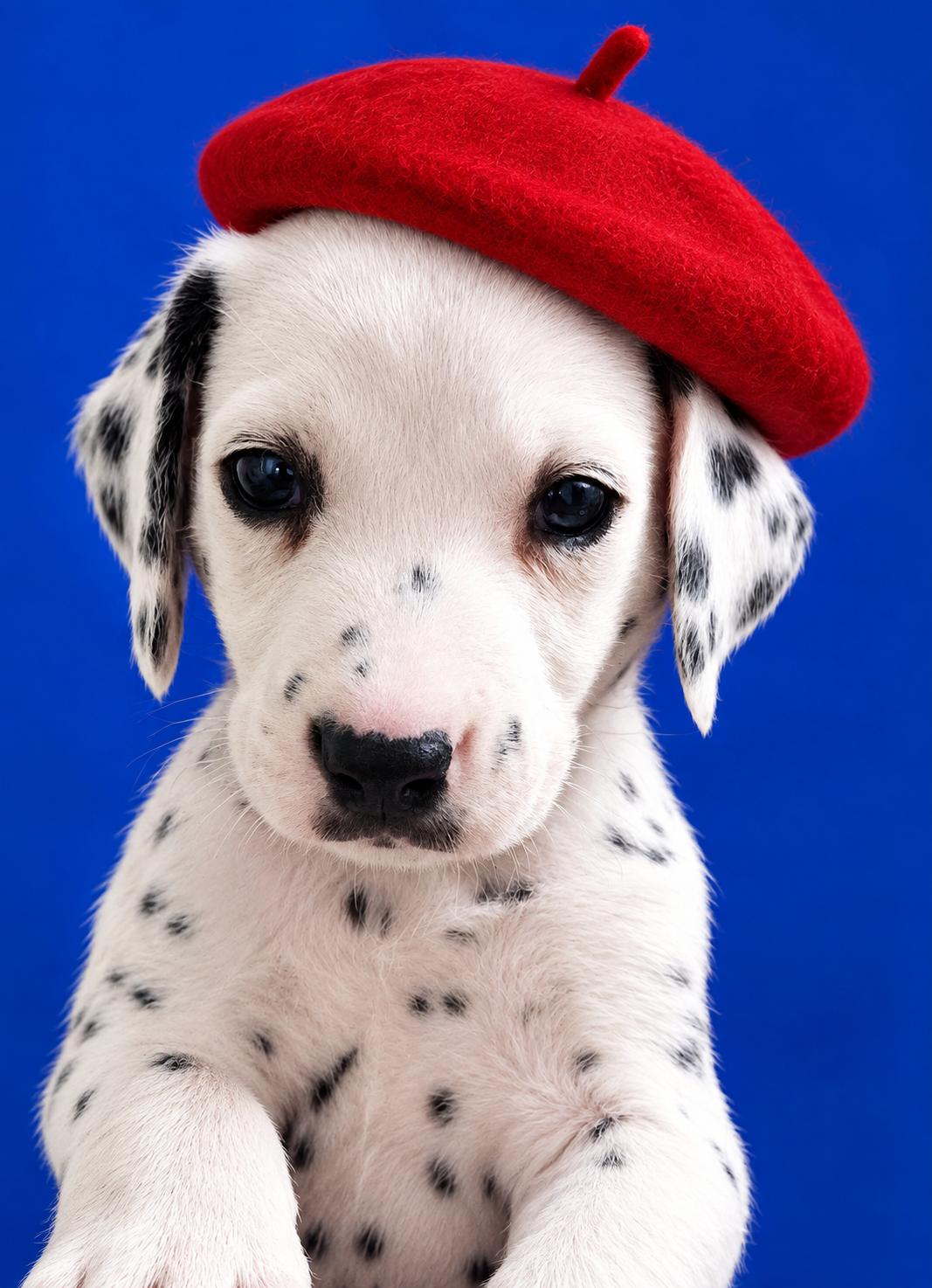 Pongo, Adopted, Puppy Male Dalmatian.