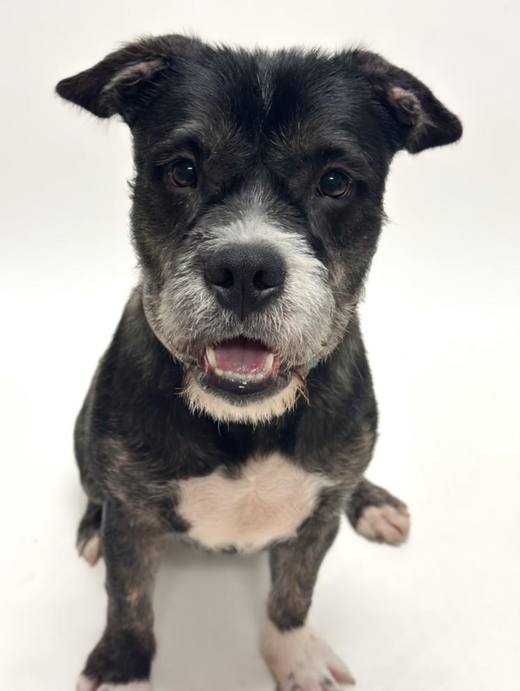 TYSON, Adoptable, Young Male Schnauzer & Pit Bull Terrier.