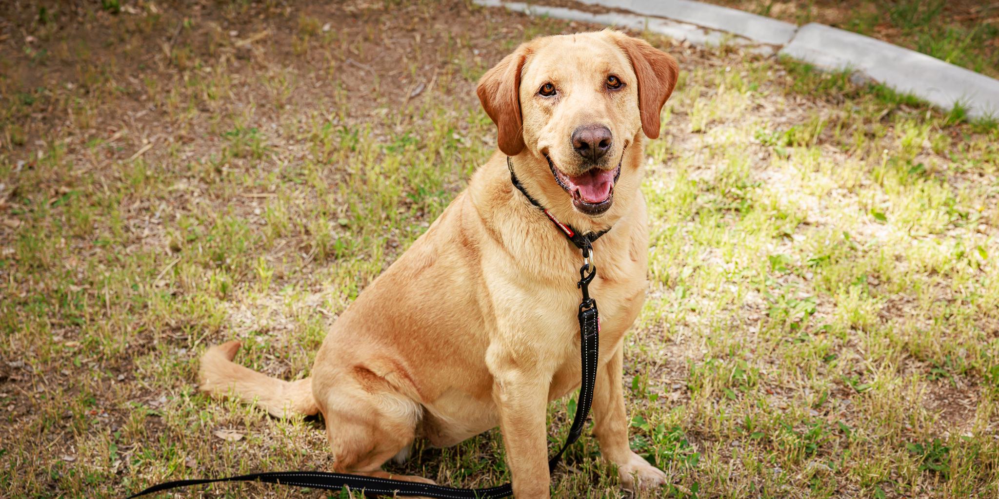 Enlarge Lemon, an adopted Labrador Retriever in Las Vegas, NV image 3/5