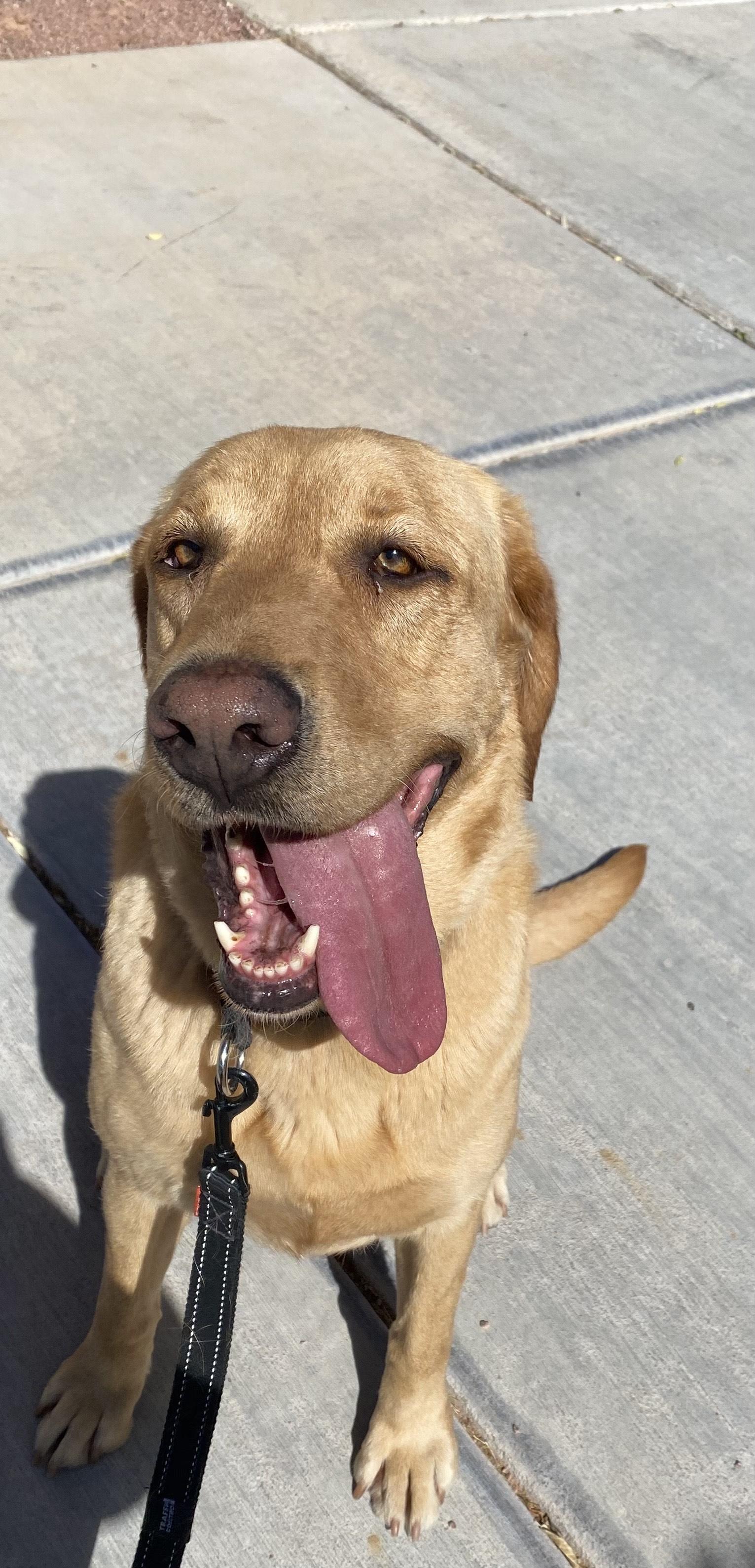 Enlarge Lemon, an adopted Labrador Retriever in Las Vegas, NV image 5/5