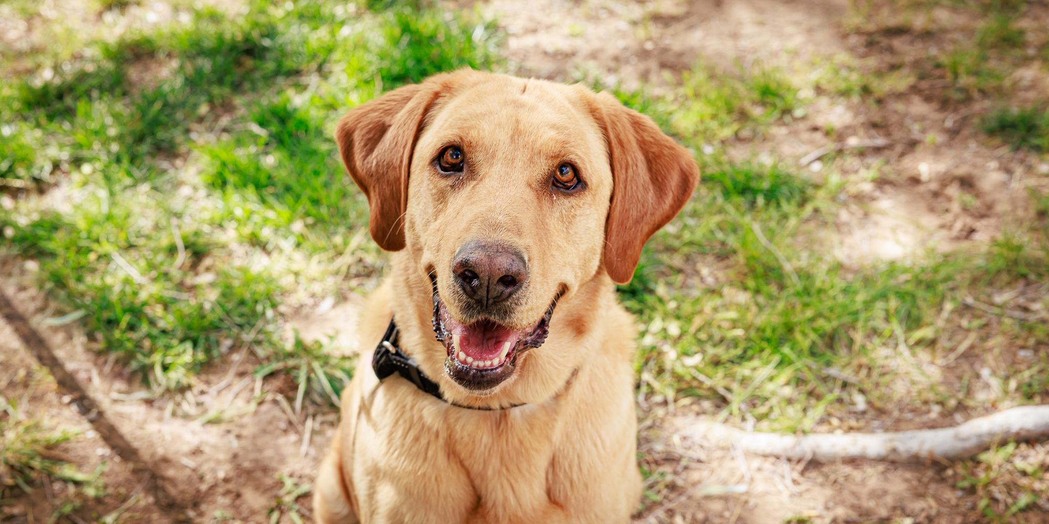 Lemon, adopted, Adult Female Labrador Retriever.