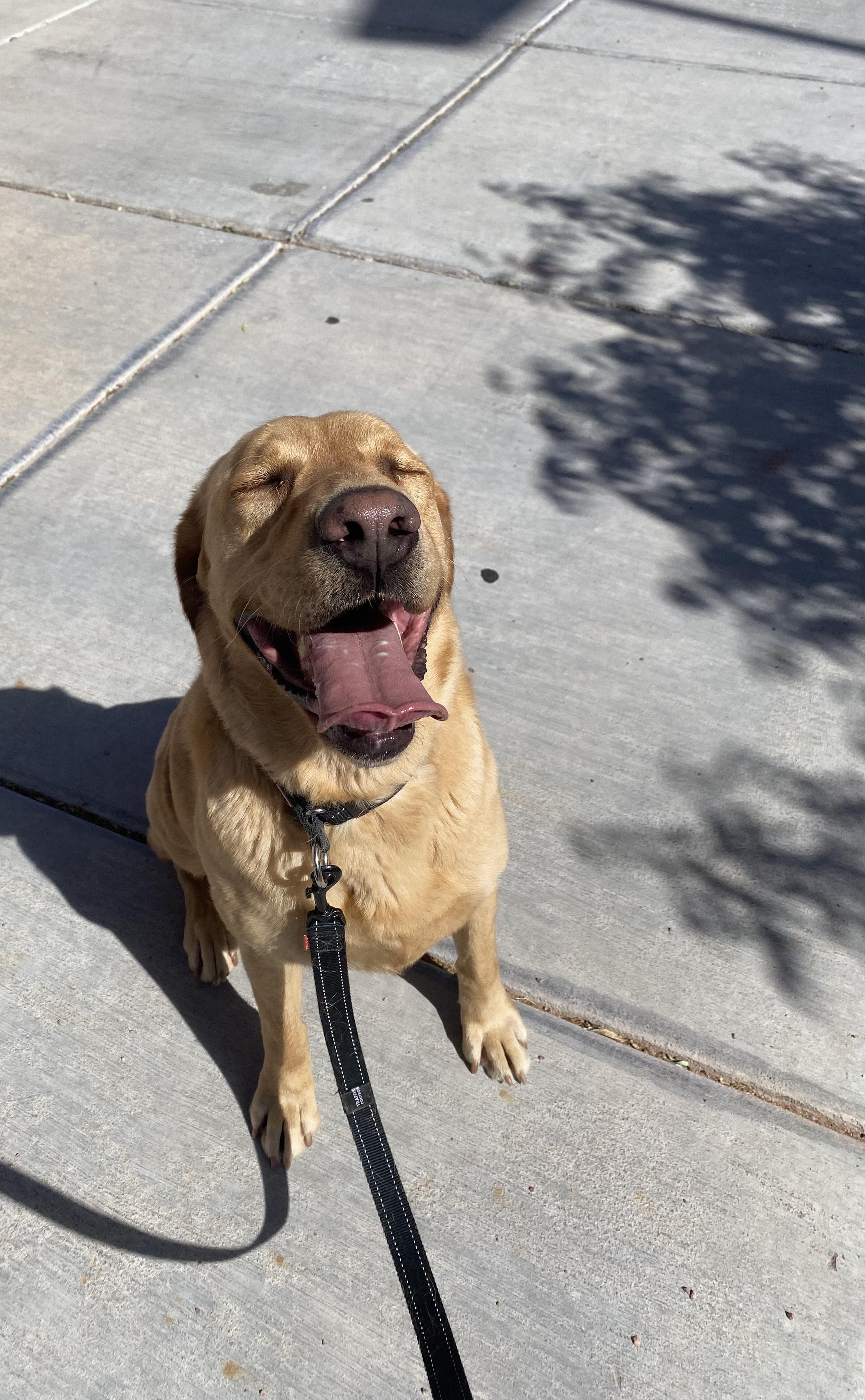 Enlarge Lemon, an adopted Labrador Retriever in Las Vegas, NV image 4/5