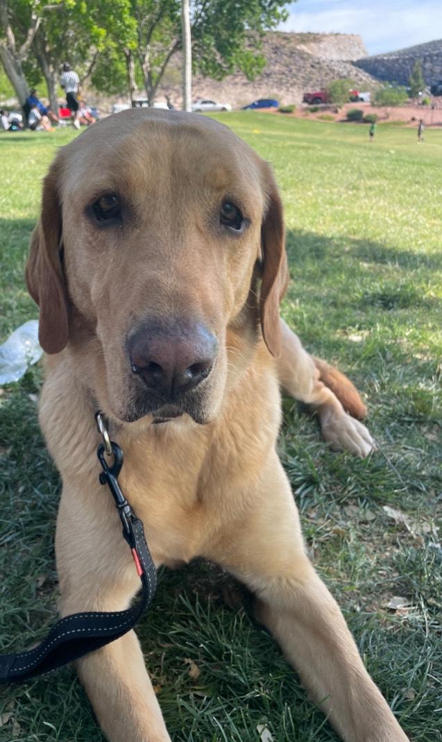 Enlarge Lemon, an adopted Labrador Retriever in Las Vegas, NV image 2/5