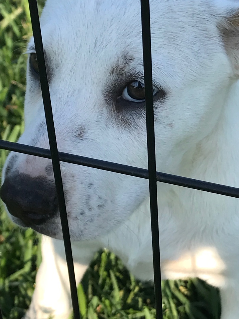 Enlarge Sky, a Adoptable mixed breed in Angleton, TX image 1/3