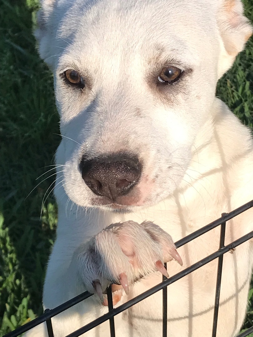 Enlarge Sky, a Adoptable mixed breed in Angleton, TX image 2/3