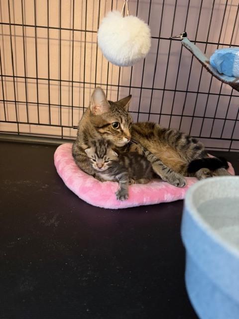 Momma Bow *Featured at the Petco in Columbia, MD*, Adoptable, Adult Female Domestic Short Hair.