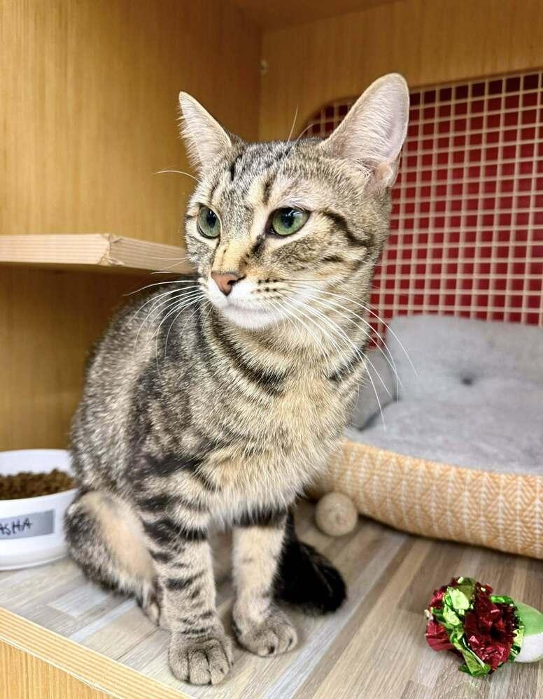 Enlarge Momma Bow *Featured at the Petco in Columbia, MD*, a Adoptable Domestic Short Hair in catonsville , MD image 2/5