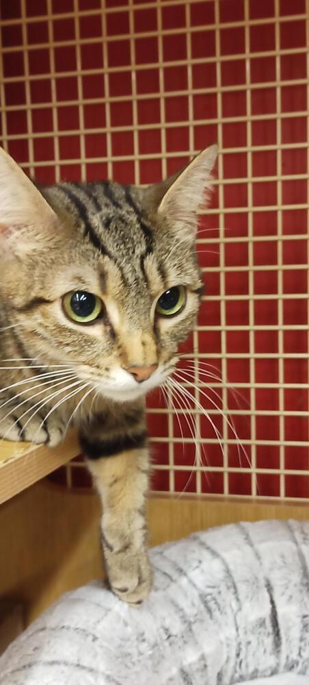 Enlarge Momma Bow *Featured at the Petco in Columbia, MD*, a Adoptable Domestic Short Hair in catonsville , MD image 3/5