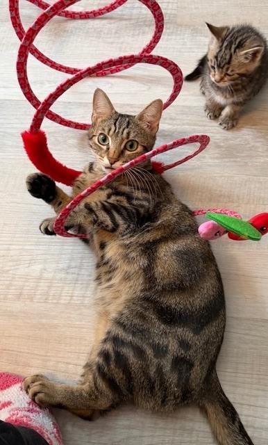 Enlarge Momma Bow *Featured at the Petco in Columbia, MD*, a Adoptable Domestic Short Hair in catonsville , MD image 4/5