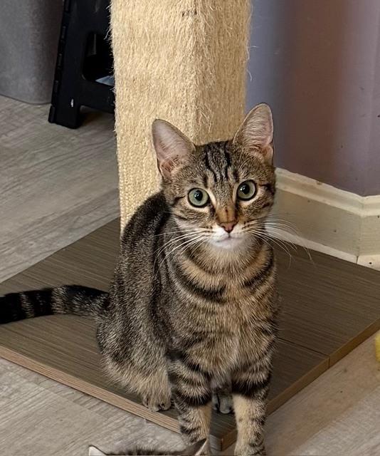 Enlarge Momma Bow *Featured at the Petco in Columbia, MD*, a Adoptable Domestic Short Hair in catonsville , MD image 5/5