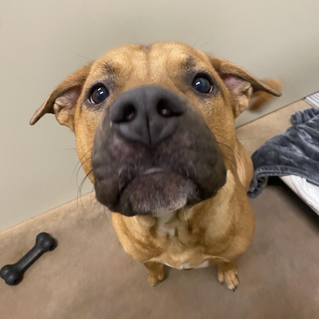 Willy, Adoptable, Young Male Mixed Breed.