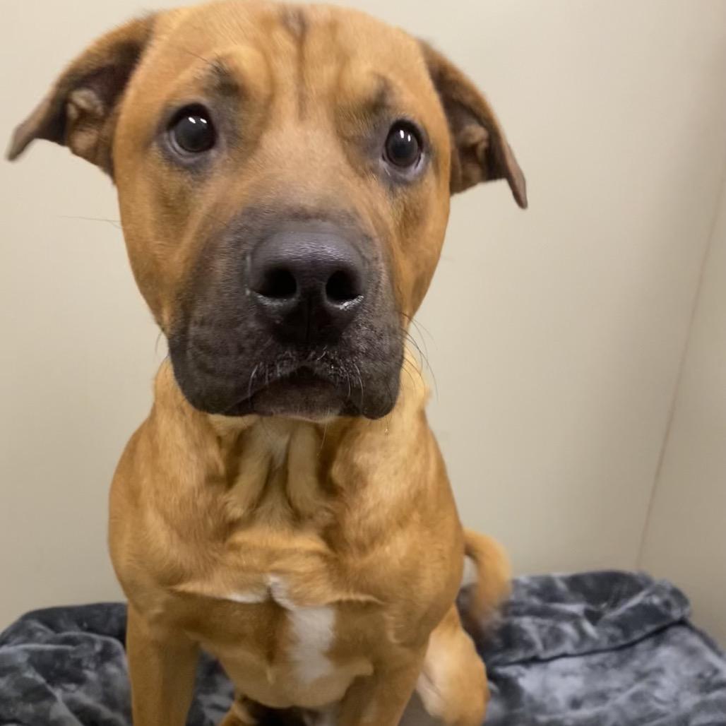 Enlarge Willy, a Adoptable Mixed Breed in Spokane, WA image 2/6