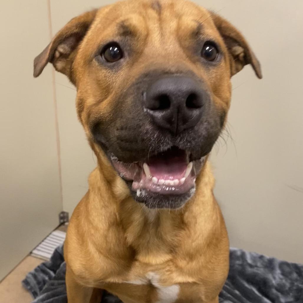 Enlarge Willy, a Adoptable Mixed Breed in Spokane, WA image 3/6