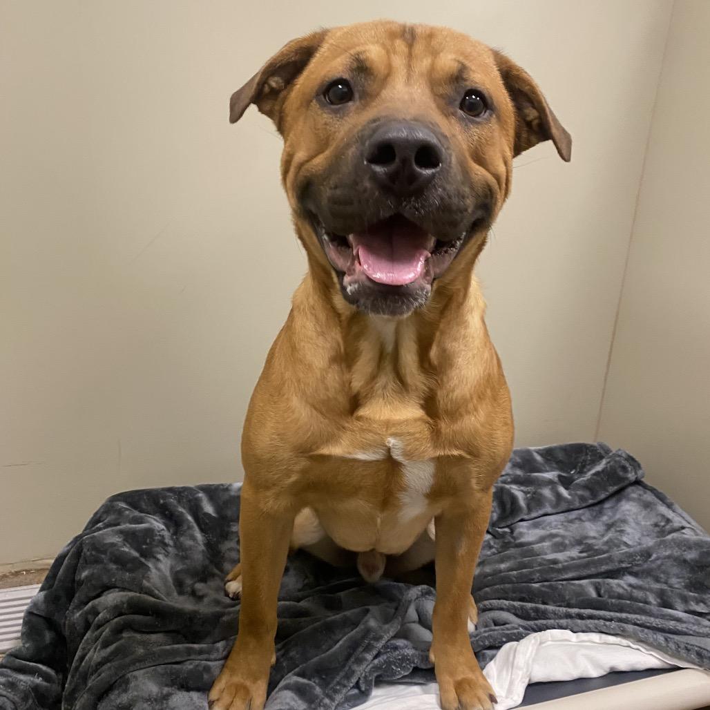 Enlarge Willy, a Adoptable Mixed Breed in Spokane, WA image 4/6