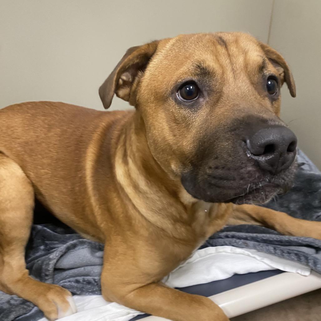 Enlarge Willy, a Adoptable Mixed Breed in Spokane, WA image 5/6