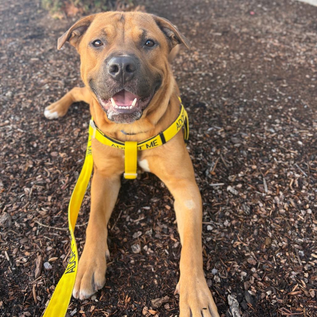 Enlarge Willy, a Adoptable Mixed Breed in Spokane, WA image 6/6