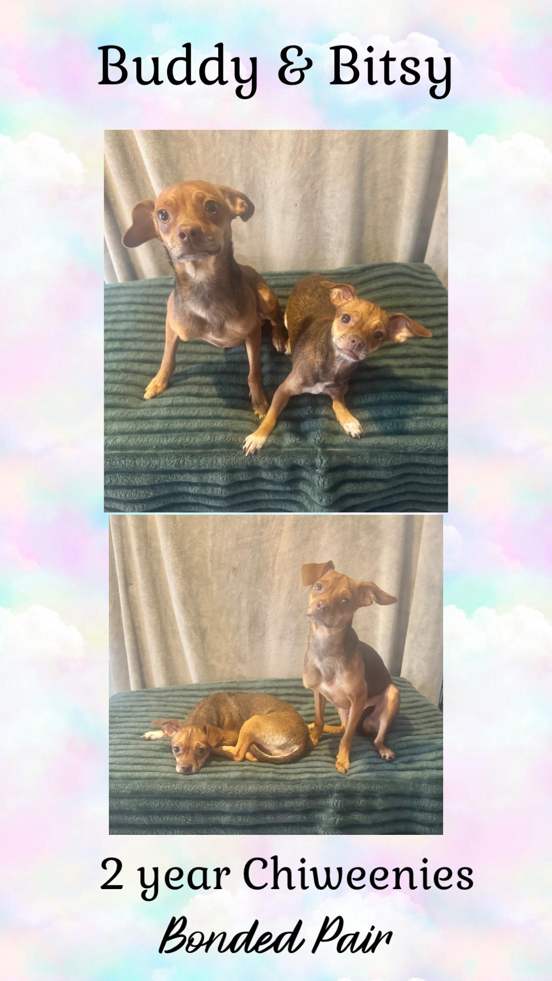 Enlarge BUDDY & BITSY – 2 YEAR BONDED CHIWEENIES @ PETCO, 5011 E. RAY ROAD, PHX 85044 ON SATURDAY, DEC. 20th, a Adoptable Chiweenie in Mesa, AZ image 1/2