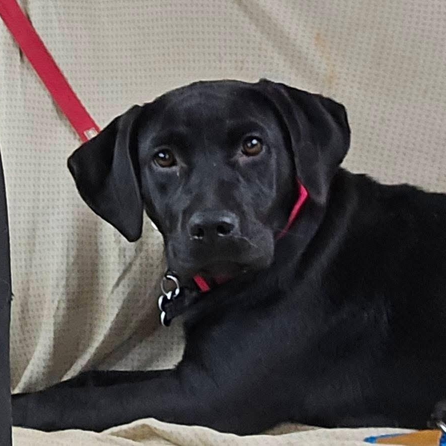 Cheyenne, an adopted mixed breed in Elkton, MD image 6/6