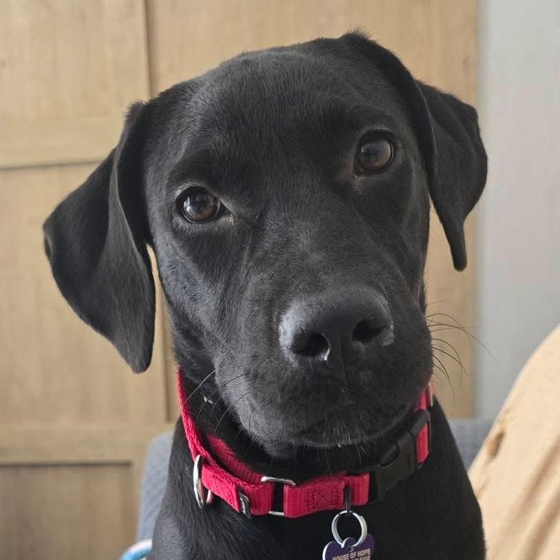 Cheyenne, an adopted mixed breed in Elkton, MD image 1/6