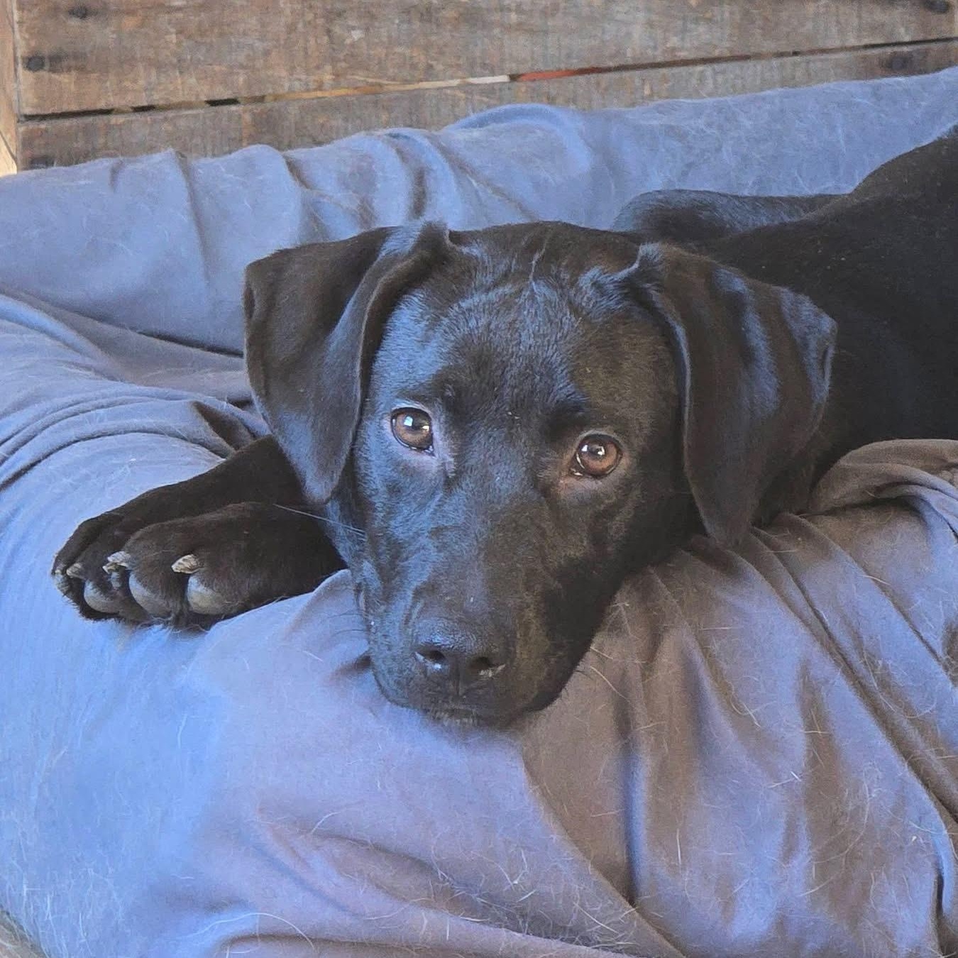 Cheyenne, an adopted mixed breed in Elkton, MD image 2/6