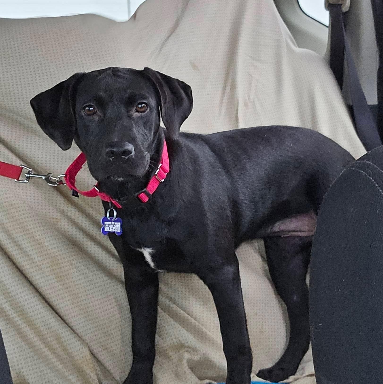 Cheyenne, an adopted mixed breed in Elkton, MD image 4/6