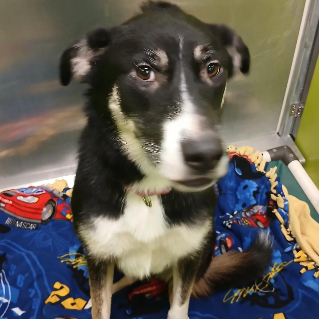 Lulu, Adoptable, Adult Female Border Collie & Shepherd.